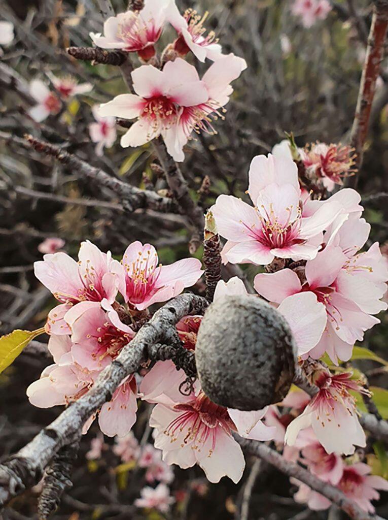 LP-Almond-Trees-27-01-20-3