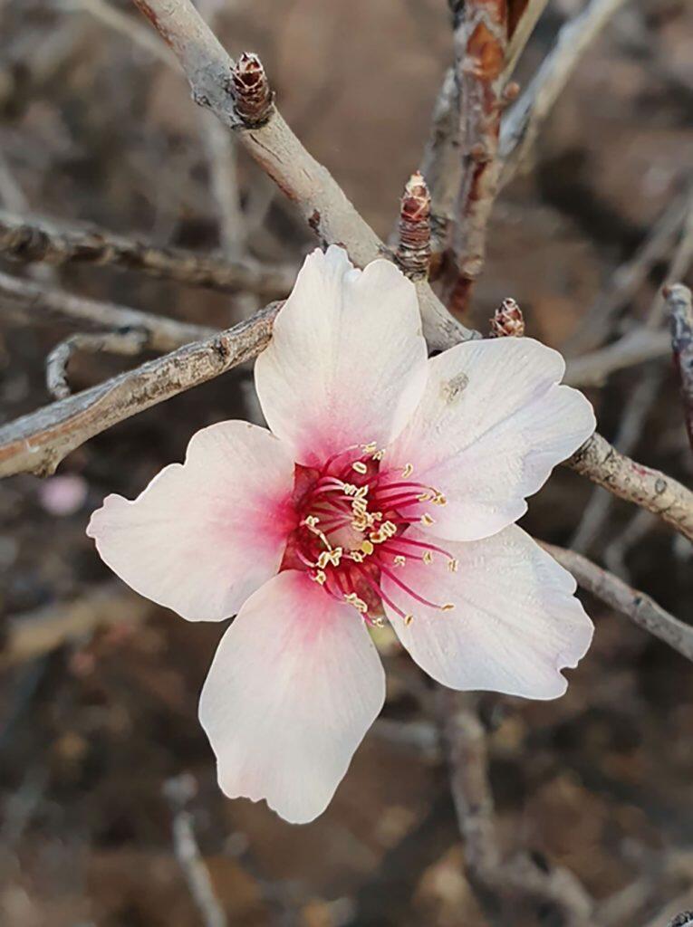 LP-Almond-Trees-27-01-20-6