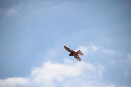 Nieuws-Juni-20-Eagle