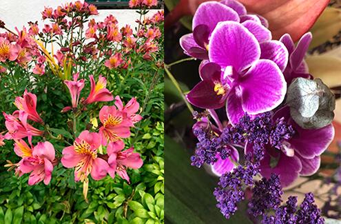 Nieuws-Juni-20-Bloemen