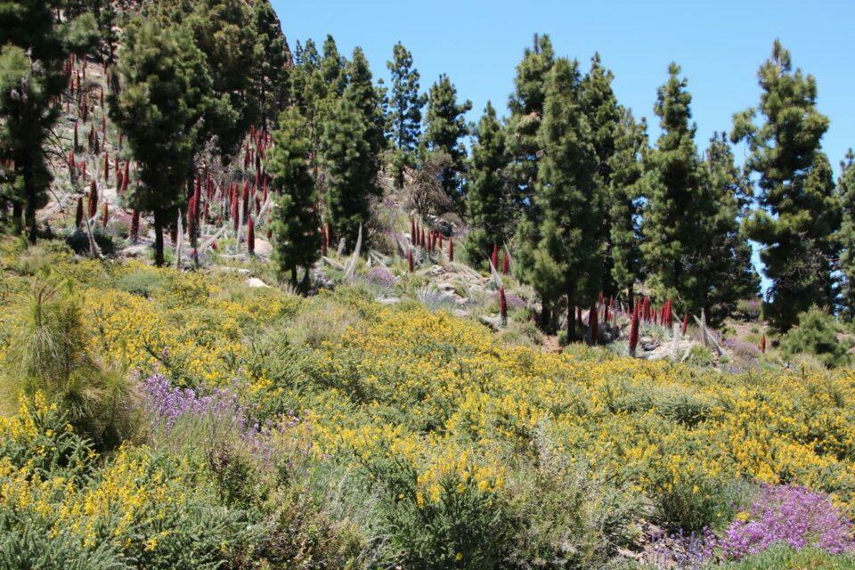 Teide-May-2016-960x640