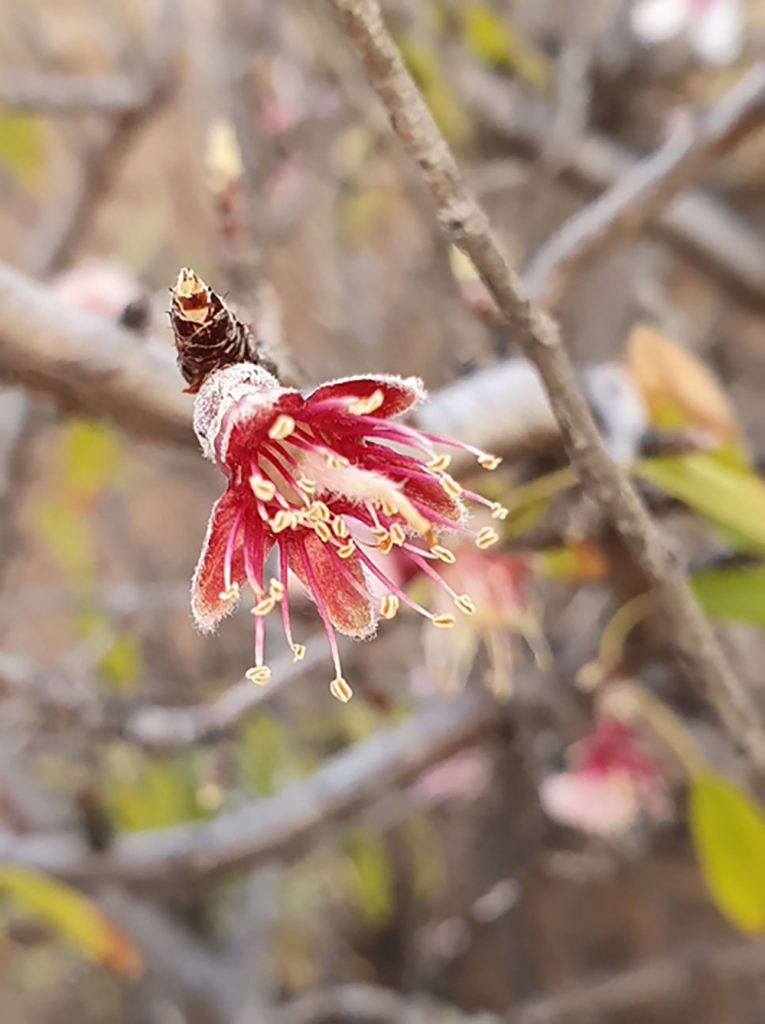 LP-Almond-Trees-27-01-20-5